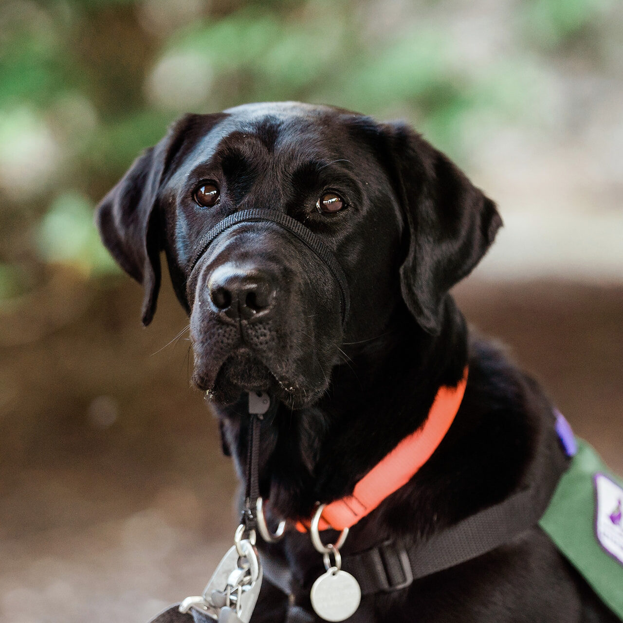 Chipotle is a 4-year-old black Labrador from Susquehanna Service Dogs (SSD), near Harrisburg, PA. Chipotle and Rachael became a team in July 2022. He helps her with balance and mobility tasks such as: retrieving dropped items, providing a brace up and down curbs, pushing automatic door buttons, confidence while walking outdoors, fetching her cane from anywhere in the house, taking off her socks, and more! When he’s not working, he loves playing ball and sleeping on the couch. Want to help with his training? The best thing you can do is ignore him!